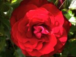 Red rose 2